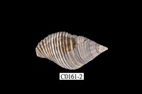 藏品(粗紋峨螺)的圖片